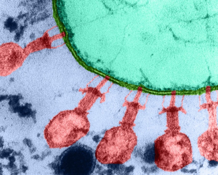 AI Just Wrote a Virus That Kills Bacteria. What Happens When It Writes One That Kills Humans?