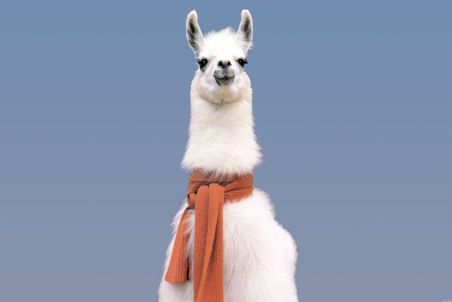 the-llama-3-1-8b-monopoly-why-ai-progress-has-stalled