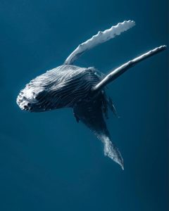 Docker Just Declared Security a Commodity, and the Industry Isn’t Ready