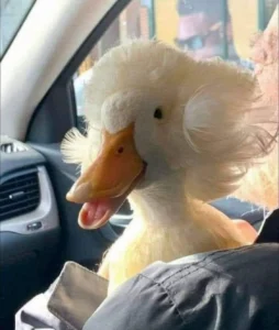 DuckDB Eats the Cloud: Local Analytics Outperform BigQuery and Athena