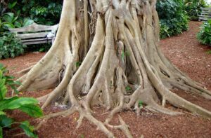 The Strangler Fig’s Hidden Poison: Why Incremental Rewrites Fail Without an Anti-Corruption Layer