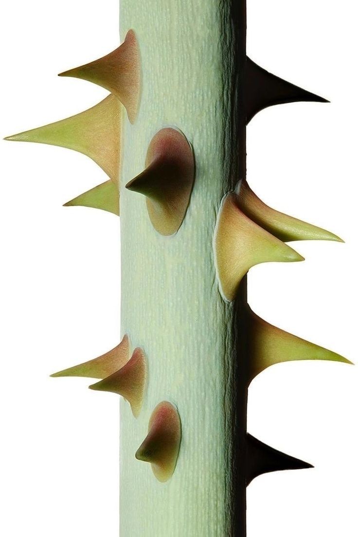 Rate Limiting Is a Lie: How Big Tech Really Survives Traffic Spikes