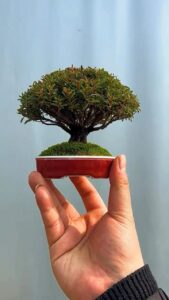 27 Billion Parameters in Your Pocket: The Bonsai AI Revolution is Here