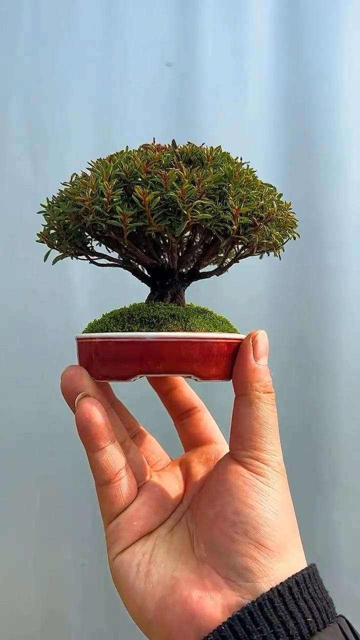 27 Billion Parameters in Your Pocket: The Bonsai AI Revolution is Here